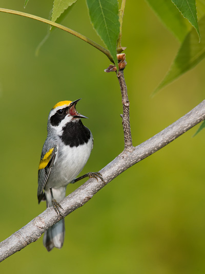 Golden-winged Warbler