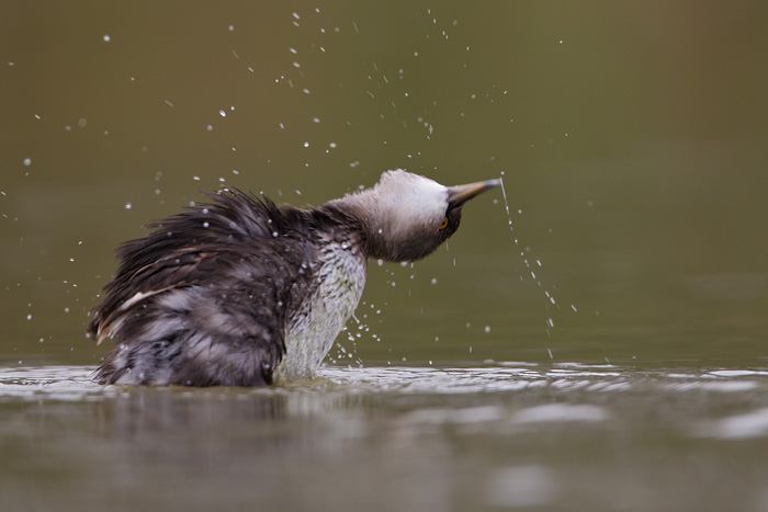 Least Grebe