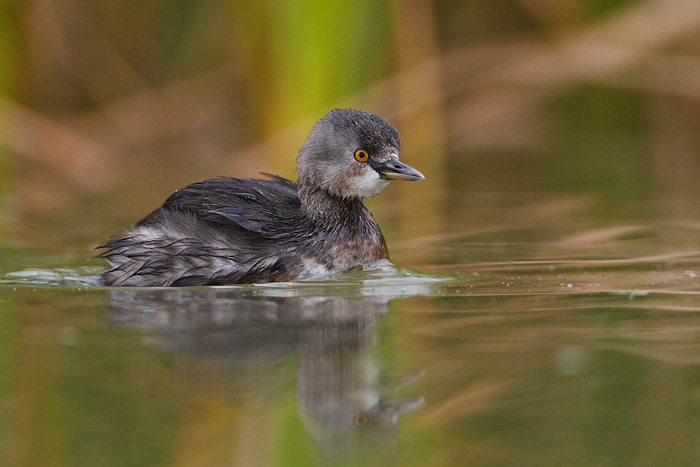 Least Grebe