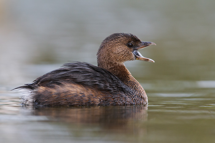 Pied-billed Grebe