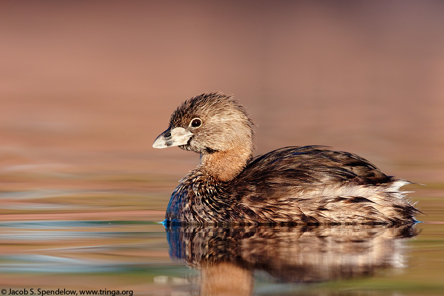 Pied-billed Grebe