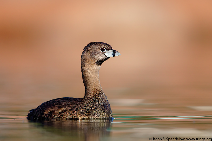 Pied-billed Grebe