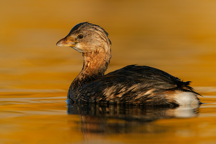 Pied-billed Grebe