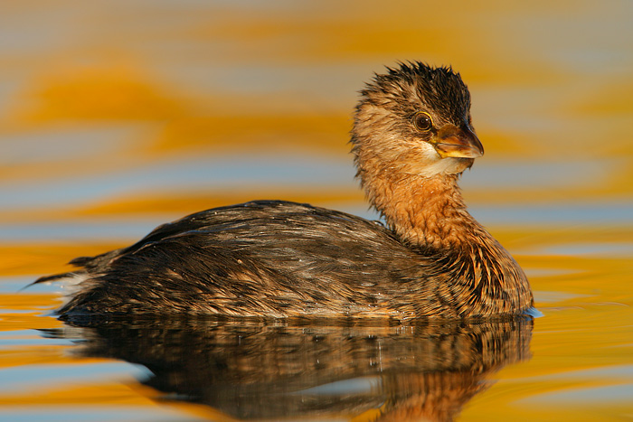 Pied-billed Grebe