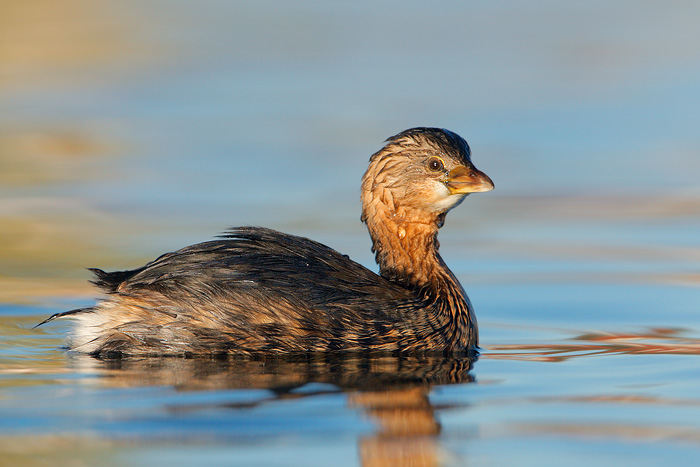 Pied-billed Grebe