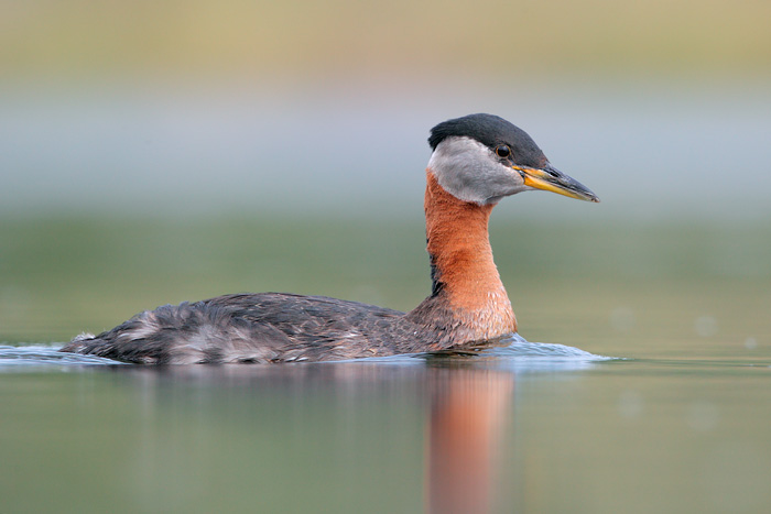 Red-necked Grebe