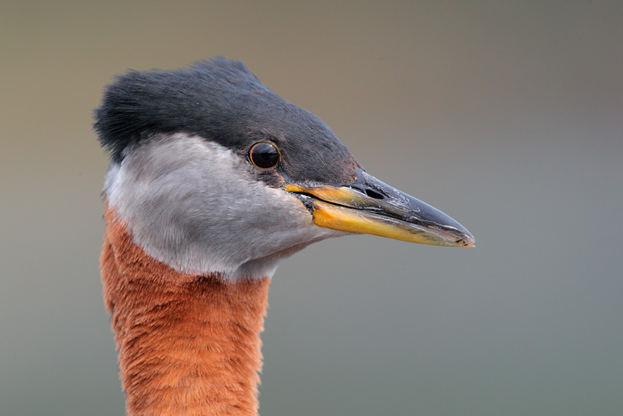 Red-necked Grebe