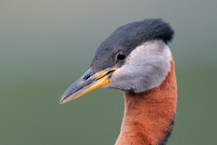 Red-necked Grebe