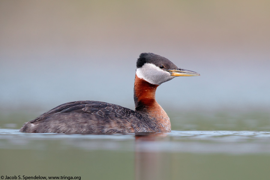 Red-necked Grebe