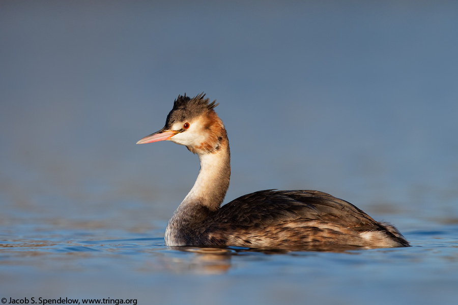 Great Crested Grebe