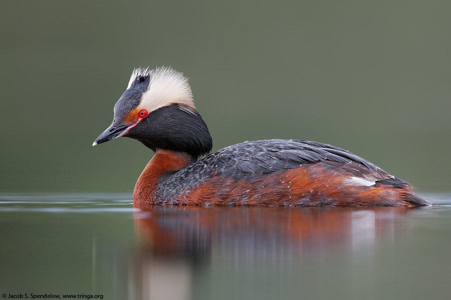 Horned Grebe