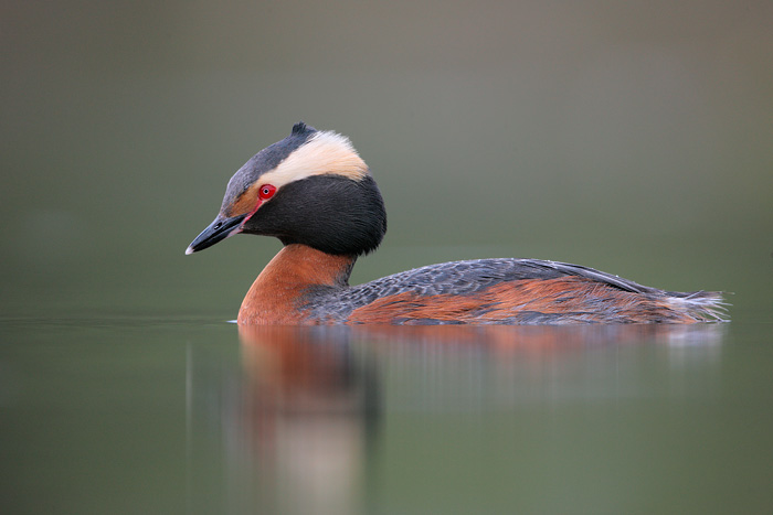 Horned Grebe