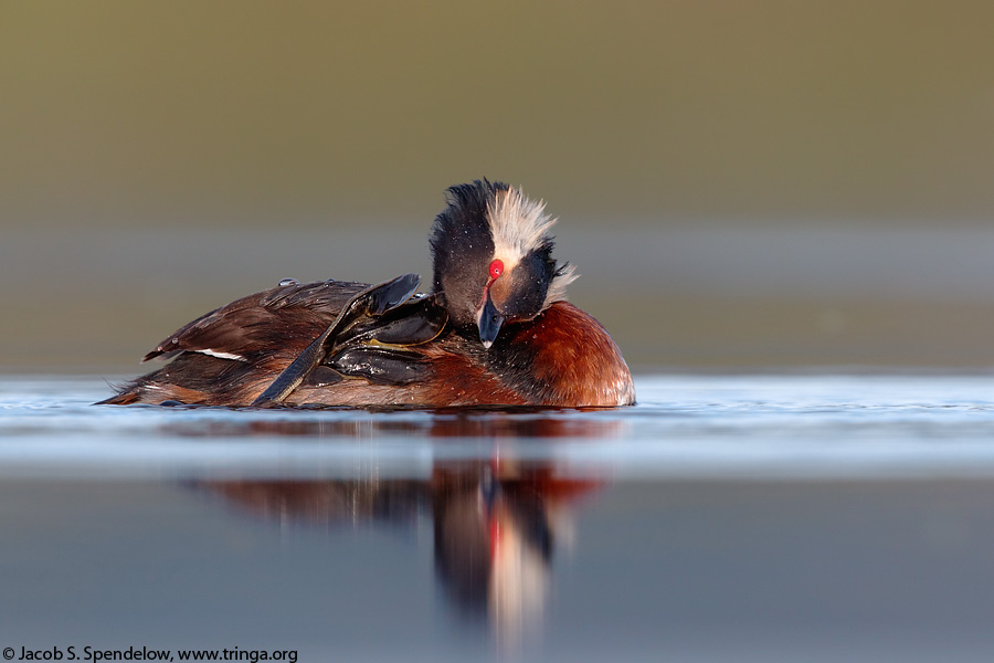 Horned Grebe