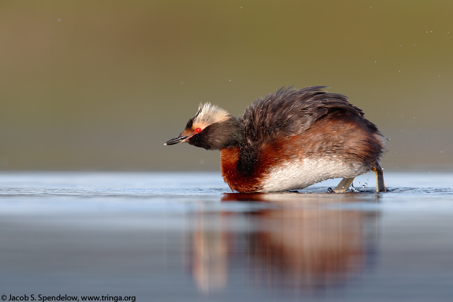 Horned Grebe