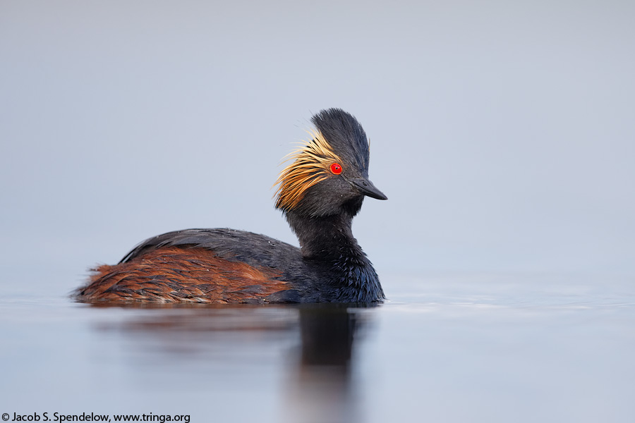 Eared Grebe