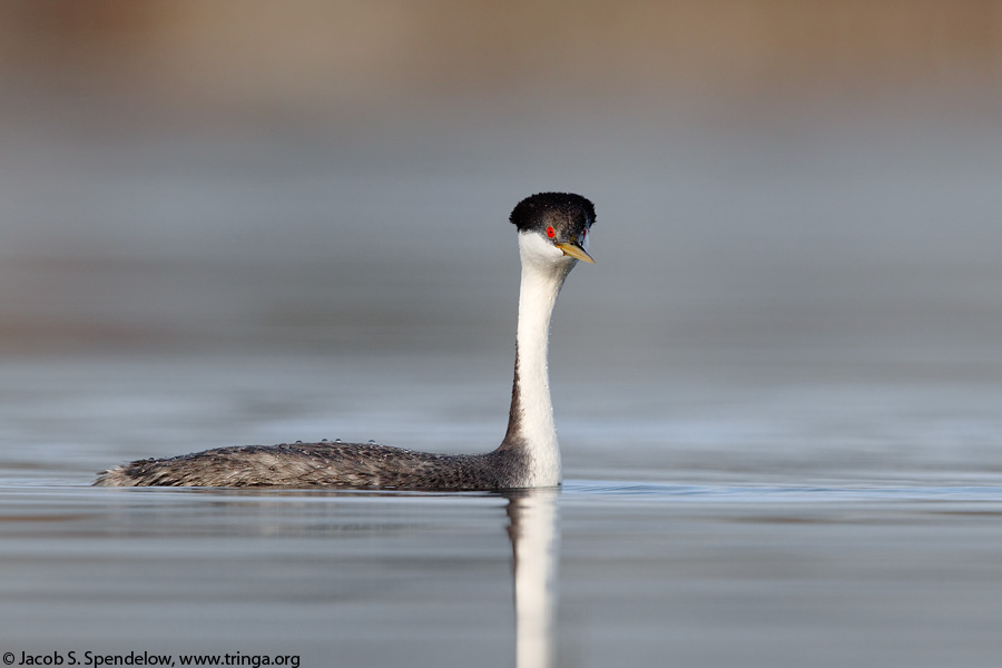 Western Grebe