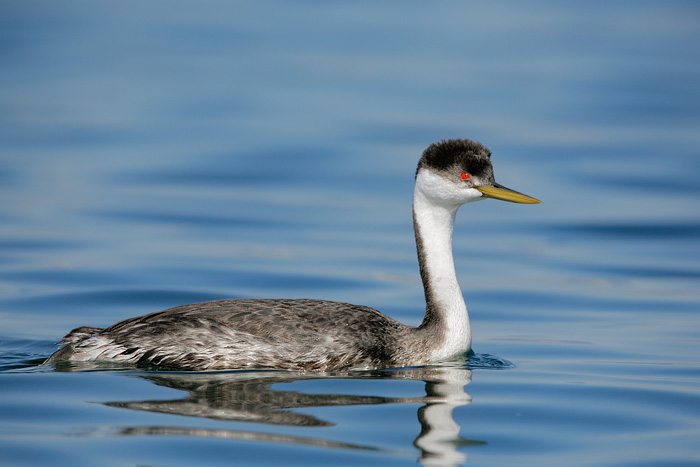 Western Grebe