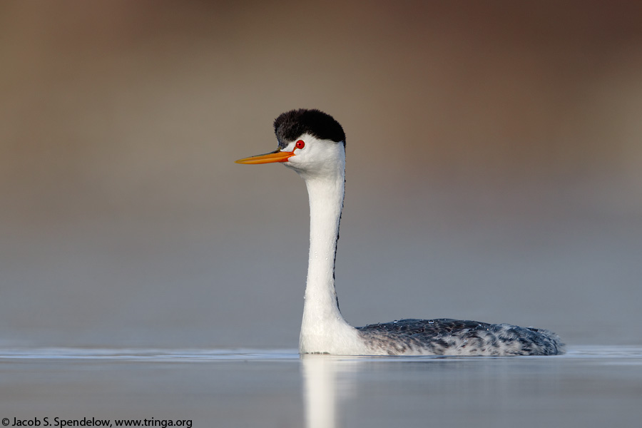 Clark's Grebe