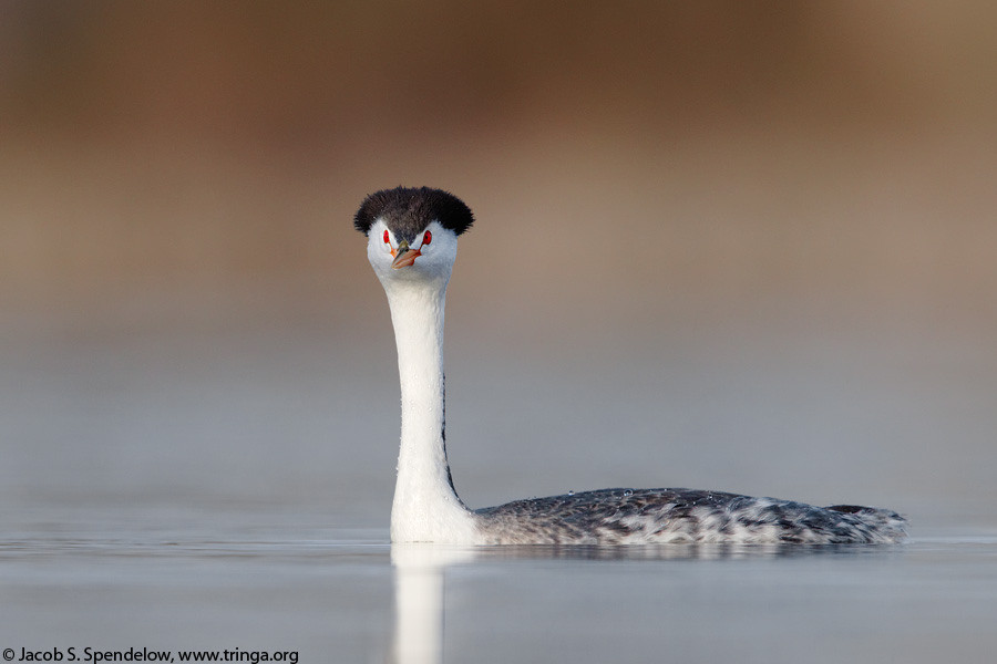 Clark's Grebe