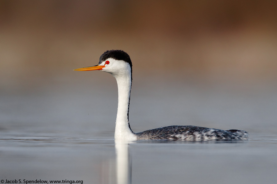 Clark's Grebe