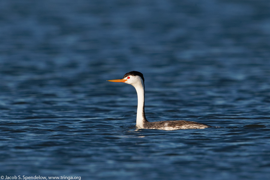 Clark's Grebe