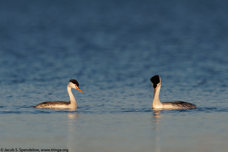 Clark's Grebe