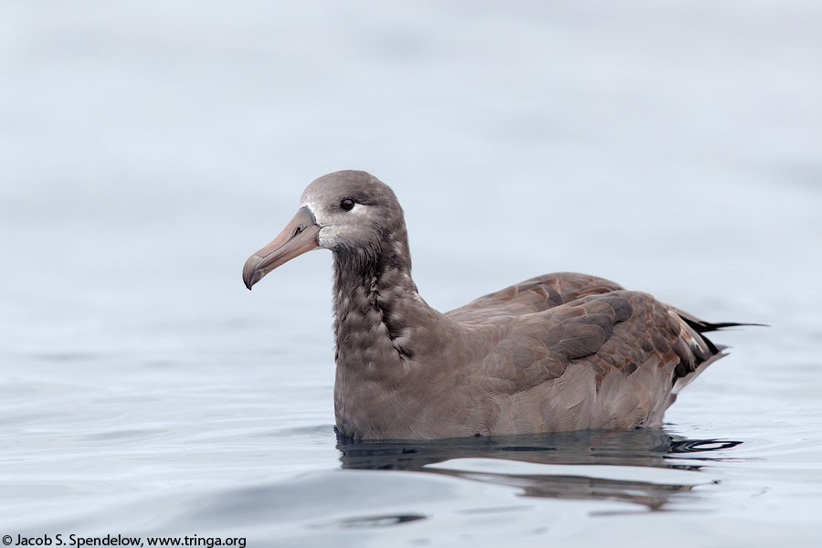 Black-footed Albatross