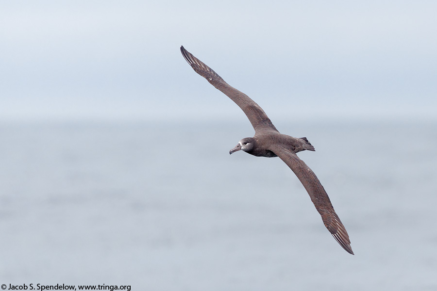 Black-footed Albatross