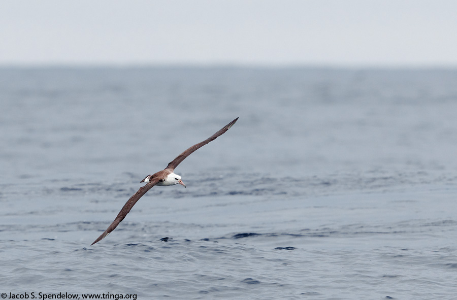 Laysan Albatross