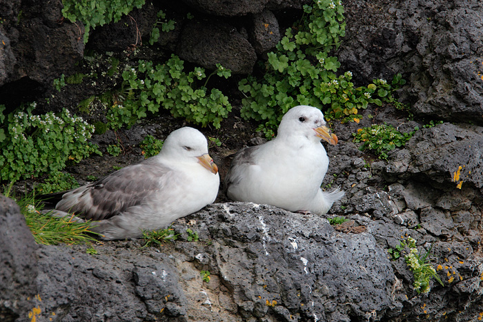 Northern Fulmar