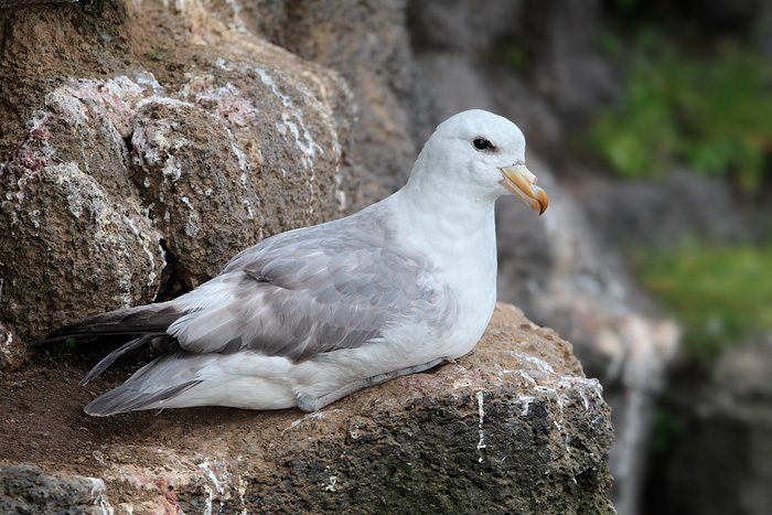 Northern Fulmar