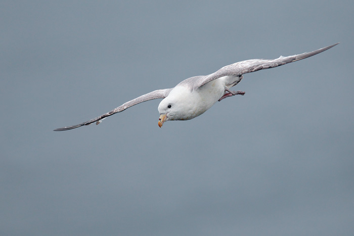 Northern Fulmar