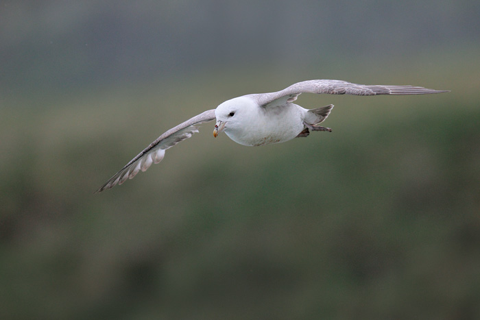 Northern Fulmar