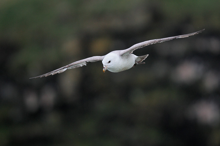 Northern Fulmar