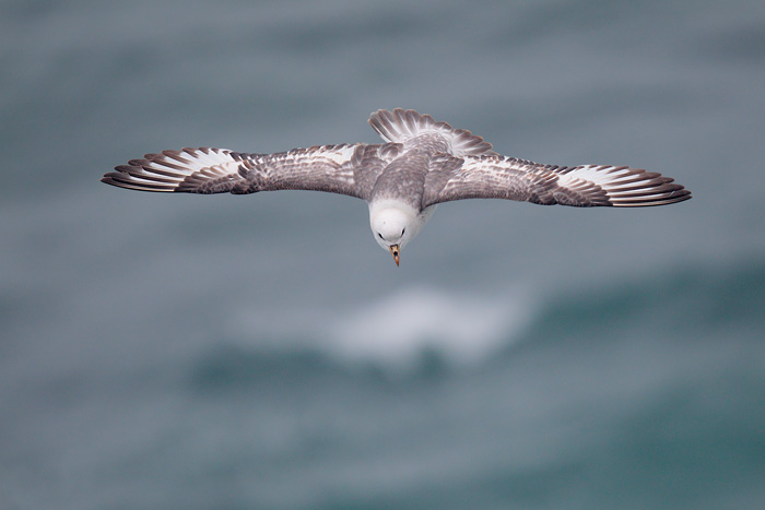 Northern Fulmar