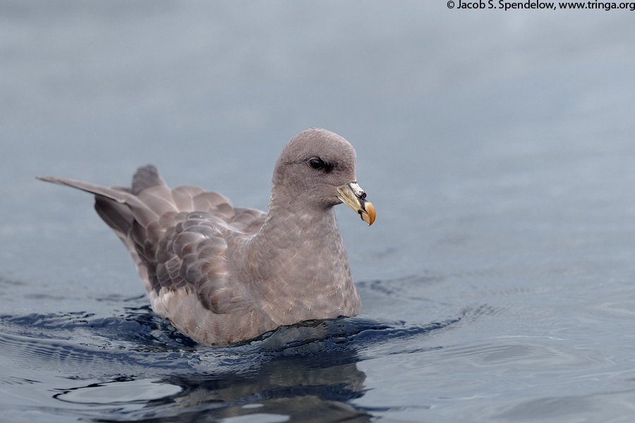 Northern Fulmar