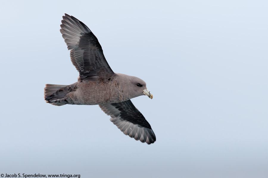 Northern Fulmar