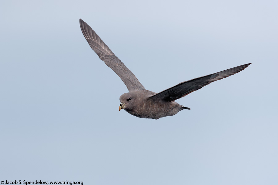 Northern Fulmar