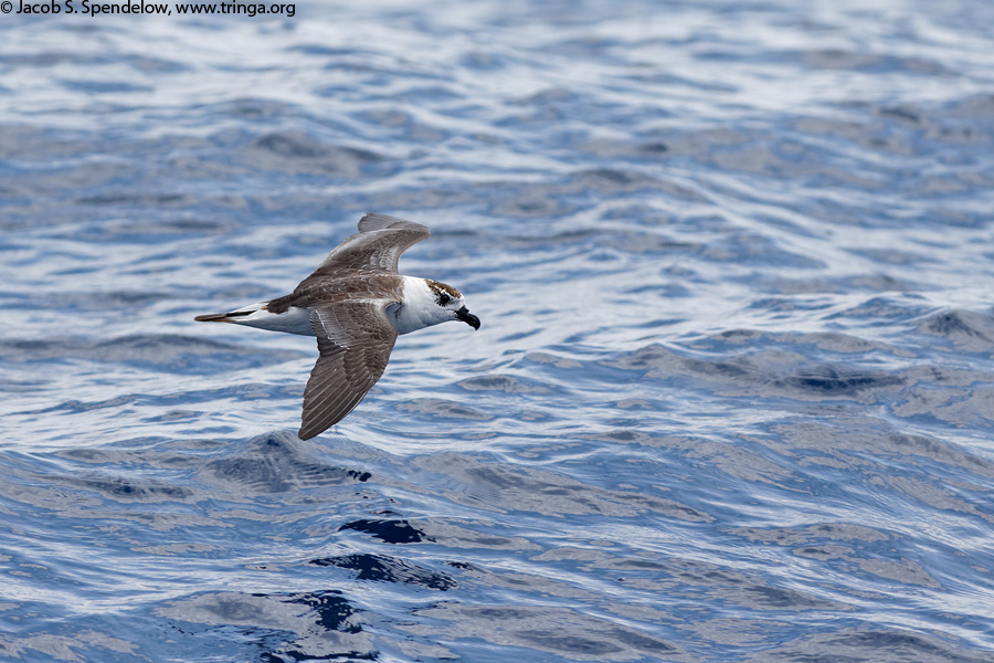 Black-capped Petrel