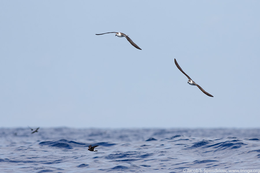 Black-capped Petrel