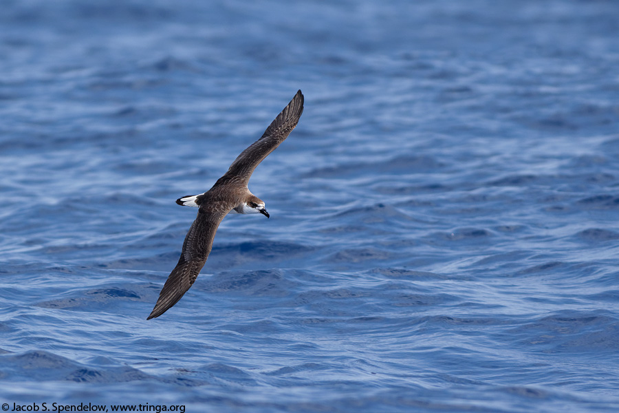 Black-capped Petrel