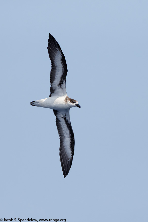 Black-capped Petrel