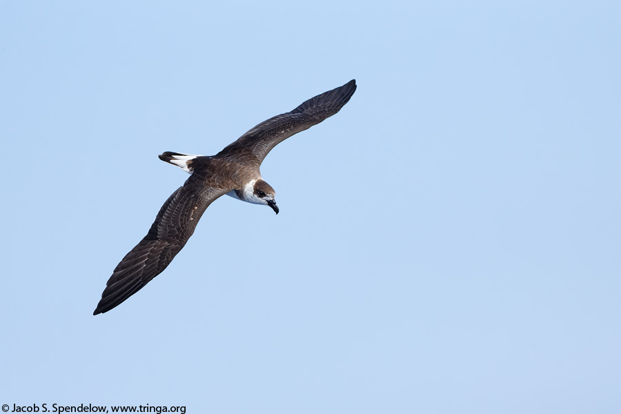 Black-capped Petrel