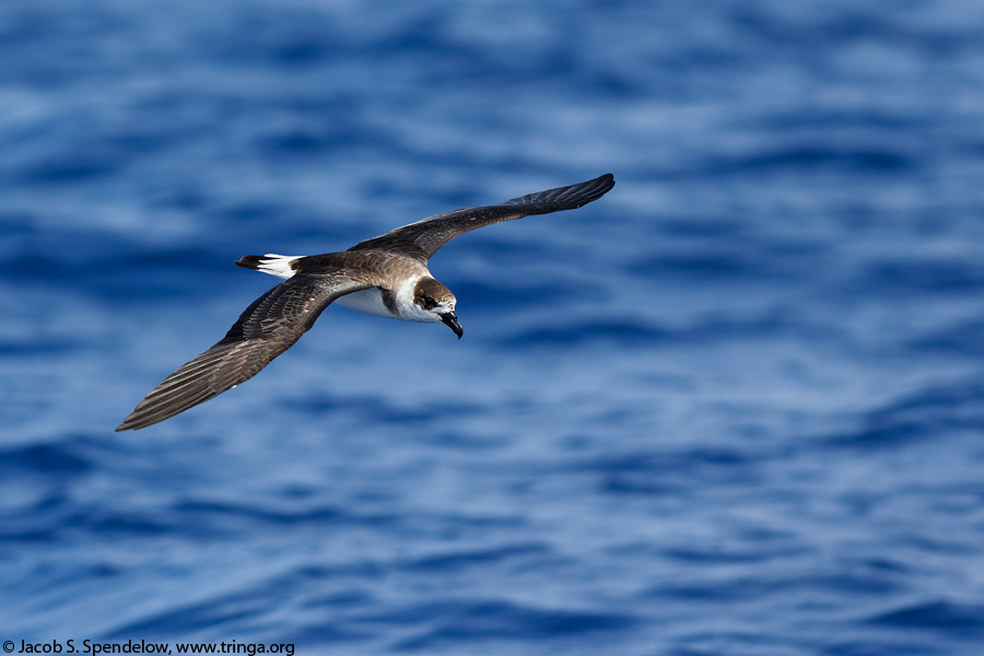 Black-capped Petrel