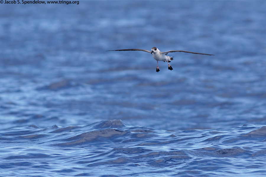 Black-capped Petrel