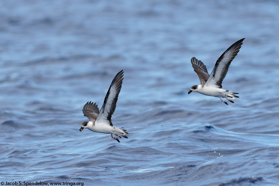 Black-capped Petrel