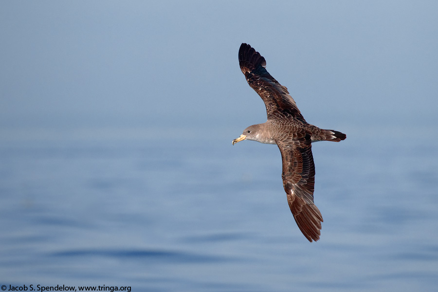 Cory's Shearwater