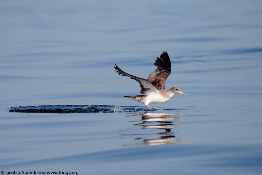 Cory's Shearwater