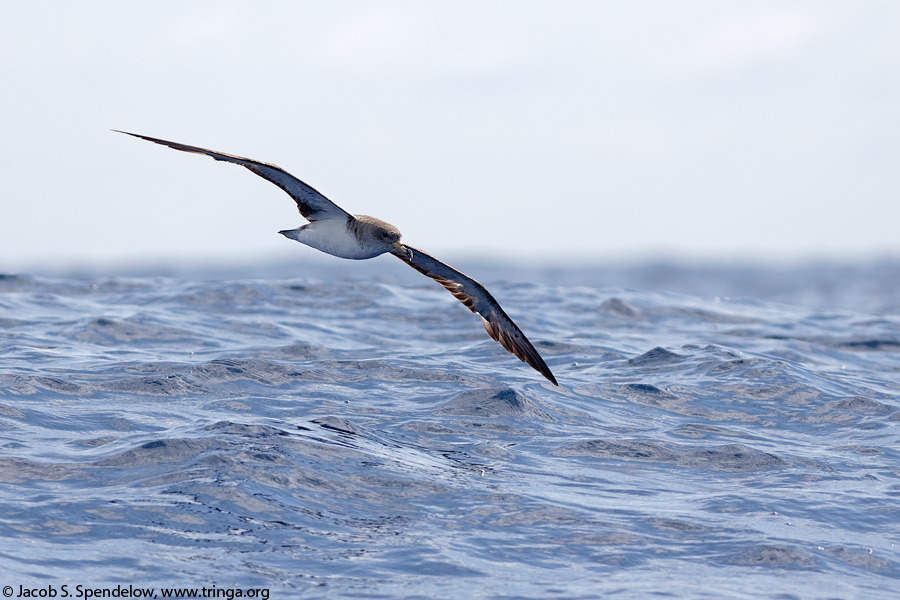 Cory's Shearwater