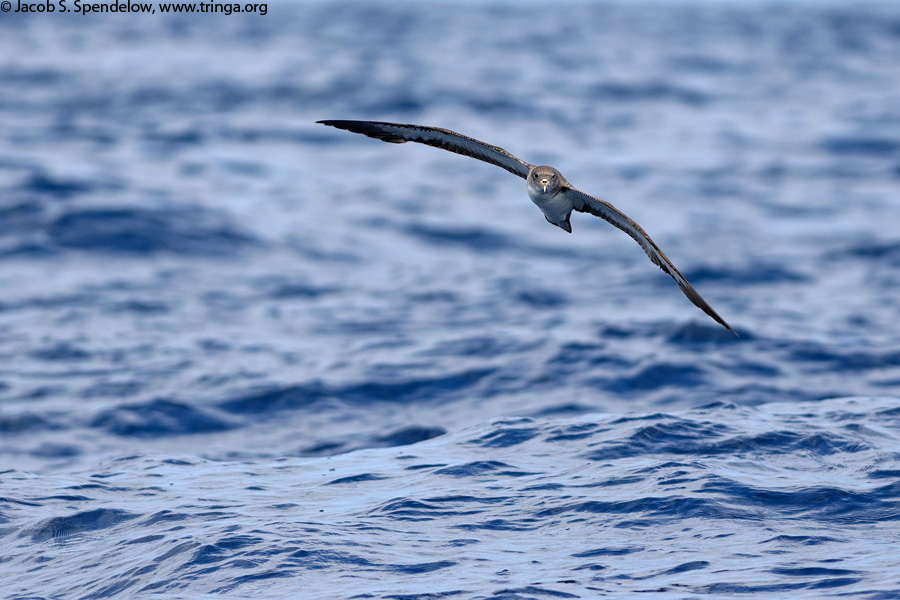 Cory's Shearwater